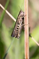 Nathalie VINCENT APONTE - NAVA 3.0