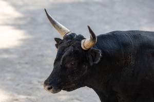 Mathis JOUSSET - MJ Community